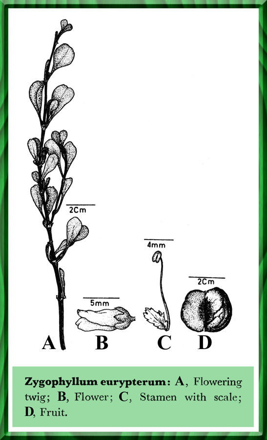 Zygophyllum eurypterum